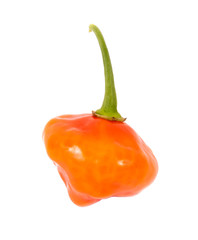 Aji Dulce Orange flavor sweet pepper