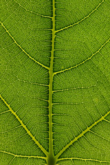 Green leaves texture.