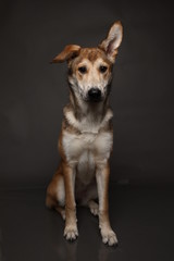 Cute ginger mongrel dog on a gray background in the studio