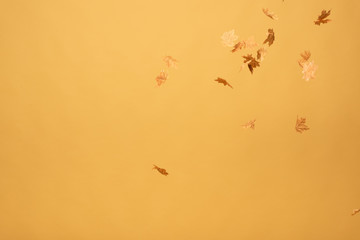 golden maple leaves falling down isolated on yellow