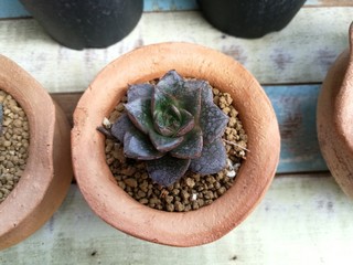 Succulent in pot