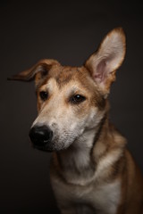 Naklejka na ściany i meble Cute ginger mongrel dog on a gray background in the studio