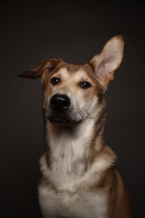 Cute ginger mongrel dog on a gray background in the studio
