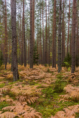 Autumn Forest Path with Yellow and Green Foliage in Northern Europe