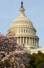 Fototapeta premium US Congress US Congress and apple blossoms