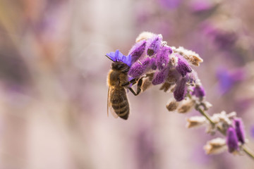 Biene bei der Arbeit