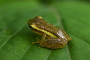 Green paddy frog