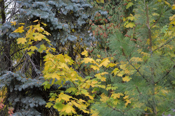 Picturesque tree branch with yellow foliage in the autumn park