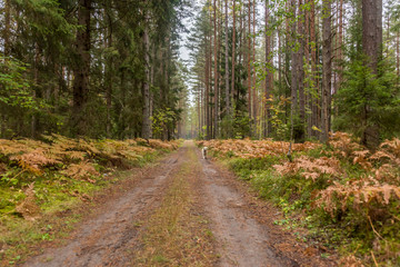 Fototapeta na wymiar Autumn Forest Path with Yellow and Green Foliage in Northern Europe