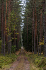 Obraz premium Jesienna ścieżka leśna z żółtymi i zielonymi liśćmi w Europie Północnej