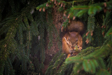 Naklejka na ściany i meble Little cute squirrel sitiing on a pine and eating a cone