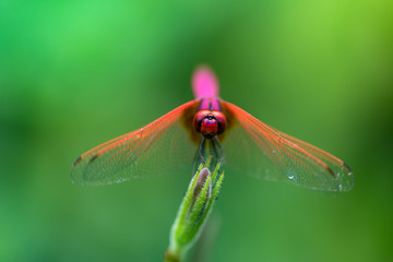 Red dragonfly