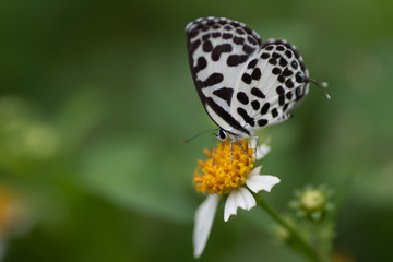 Fototapeta na wymiar Polka dot butterfly