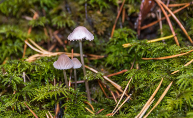 Mushroom in an Lush Green Autumn Forest