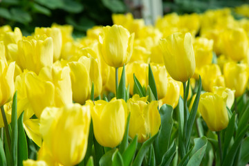 Tulip flowers  in garden nature background