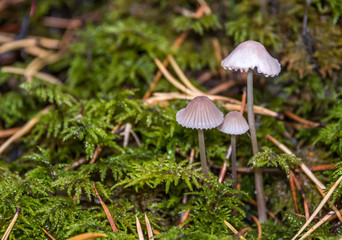 Mushroom in an Lush Green Autumn Forest