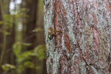 Key in a Tree in a Forest in Northern Europe
