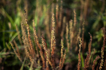 Natural background vegetation. Green plants in the summer....