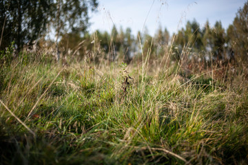 Natural background vegetation. Green plants in the summer....