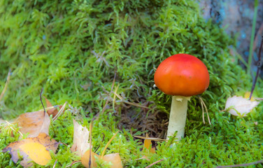 Red and White Toad Stool Mushroom in an Autumn Forest
