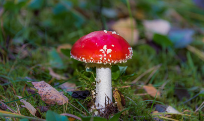 Red and White Toad Stool Mushroom in an Autumn Forest
