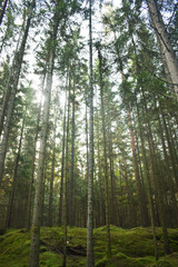 Fototapeta na wymiar High trees silhouette in forest