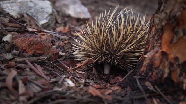 Echidna, one of the strangests animals of Australia