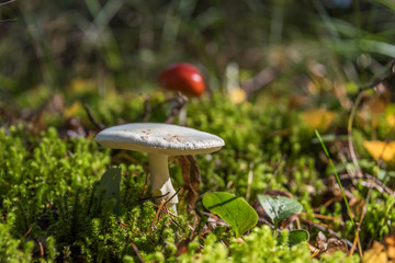 Mushroom in an Lush Green Autumn Forest