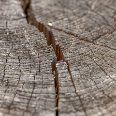cut cross wood texture 