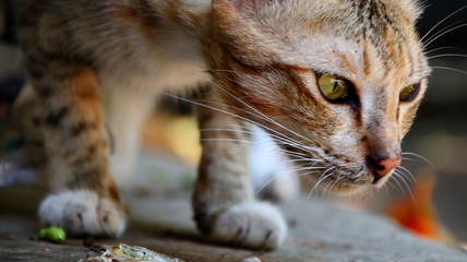 Stray sad white cat on street looking at camera. Stray homeless cat wanders on streets search food. Domestic stray cat with yellow eyes on road selected focus. Close-up homeless abandoned cat portrait