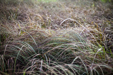 Natural background vegetation. Green plants in the summer....