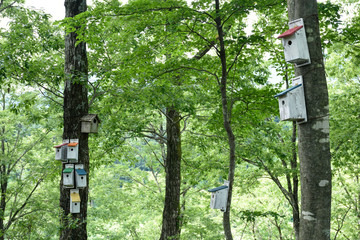 Birdhouses in the green forest.