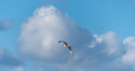Fototapeta na wymiar Seagull Flying in a Cloudy Sky over the Baltic Sea