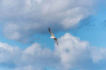 Seagull Flying in a Cloudy Sky over the Baltic Sea