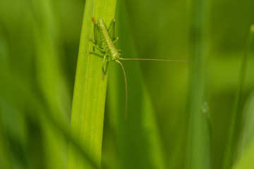 grasshopper on green grass