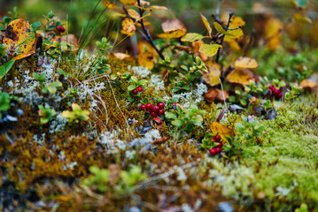 Autumn on ground closeup