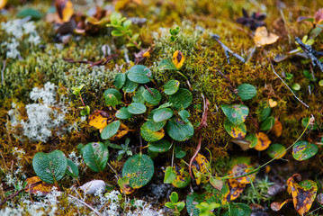 moss on the rocks