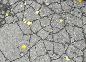 Obraz premium yellow leaves lie on the asphalt with cracks.