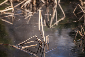 Natural background of the natural environment. Vegetation taken during the day. A simple collection of plants in the frame.
