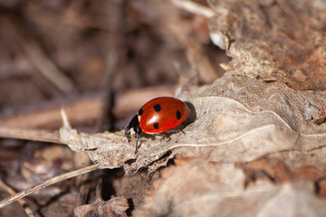 Ladybug crawls on dry foliage. Beautiful and simple background with an insect. Red insect is walking along the leaves.
