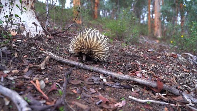 Protected Animal Species: Australian Echidna