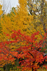 四天王寺の紅葉