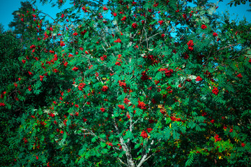Rowan berries. The mountain ash tree bears fruit red berries. Natural background, a combination of red and green colors in nature.