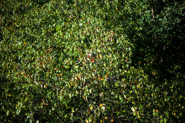 Rowan berries. The mountain ash tree bears fruit red berries. Natural background, a combination of red and green colors in nature.