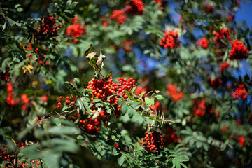 Rowan berries. The mountain ash tree bears fruit red berries. Natural background, a combination of red and green colors in nature.