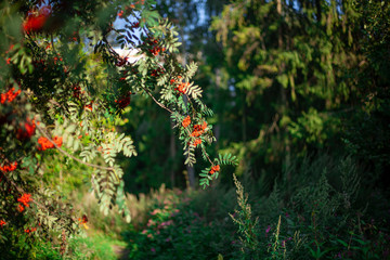 Rowan berries. The mountain ash tree bears fruit red berries. Natural background, a combination of red and green colors in nature.