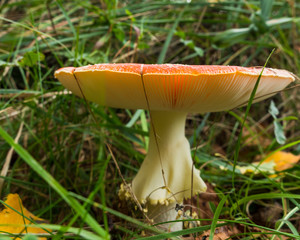 View on the gills of a large fly agaric