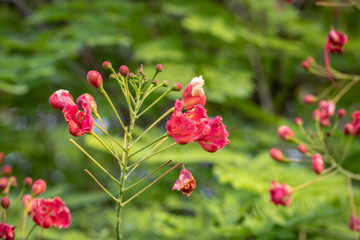 Flower Red color with unique texture and details