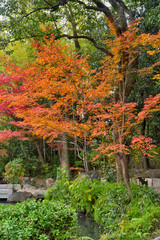 四天王寺の紅葉
