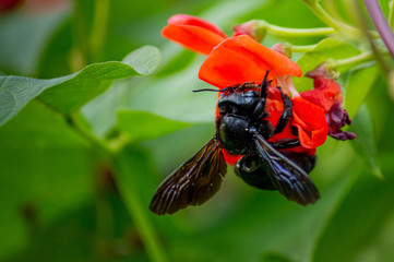 Holzbiene an Feuerbohnenblüte